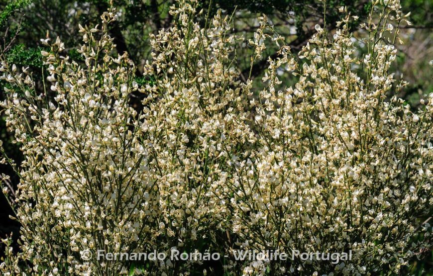 Botanic Expedition to the Greater Côa Valley