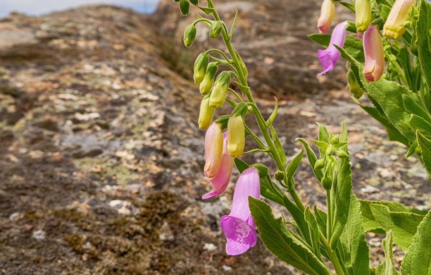 Botanic Expedition to the Greater Côa Valley