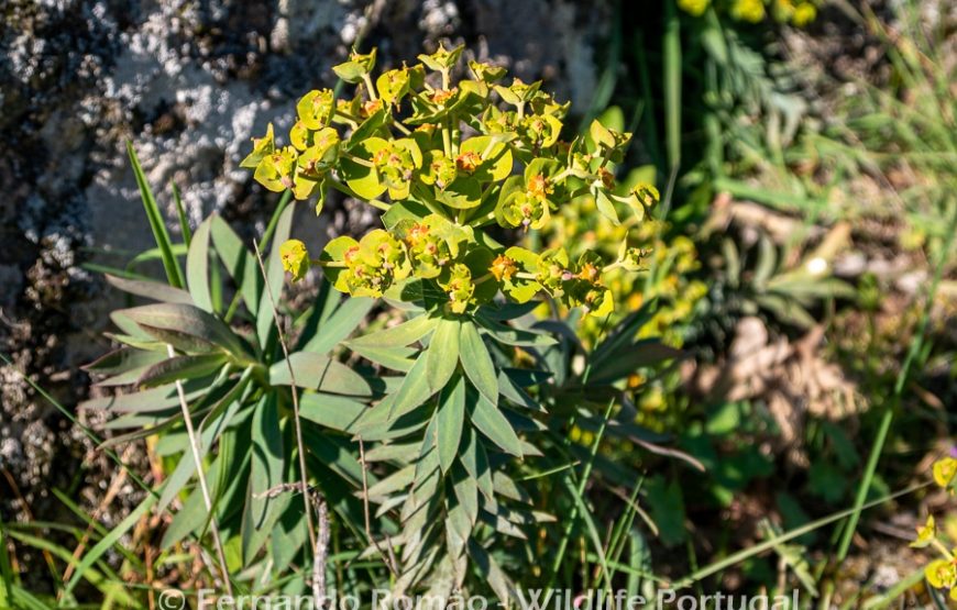 Botanic Expedition to the Greater Côa Valley