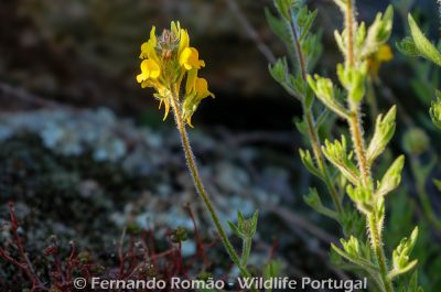 Linaria saxatilis