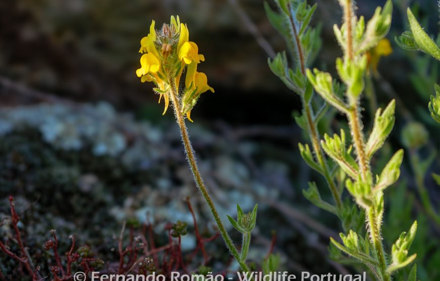 Botanic Expedition to the Greater Côa Valley