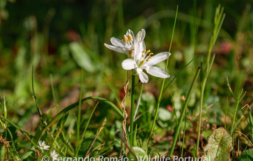 Botanic Expedition to the Greater Côa Valley