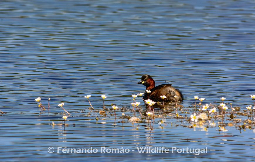 Experiência Safari no Grande Vale do Côa