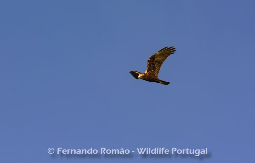 Birds of the Greater Côa Valley – 3days