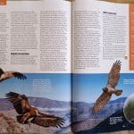 Vogel Magazin