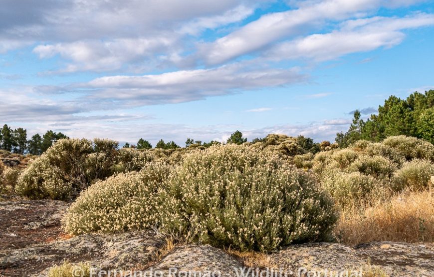The Greater Côa Valley Expedition