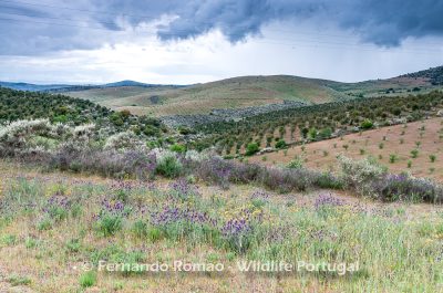 The Greater Côa Valley