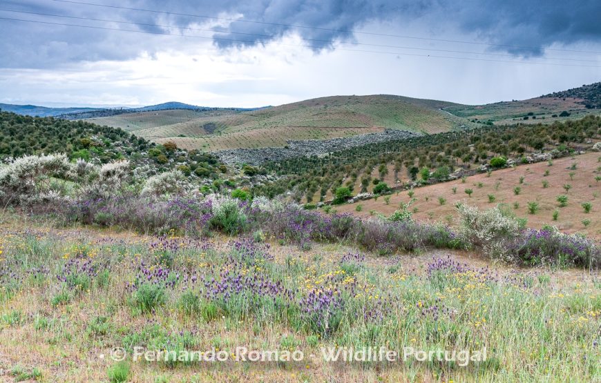 The Greater Côa Valley Expedition