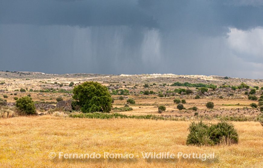The Greater Côa Valley Expedition