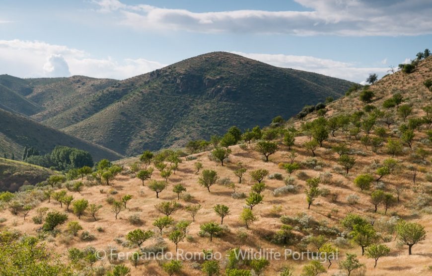 The Greater Côa Valley Expedition
