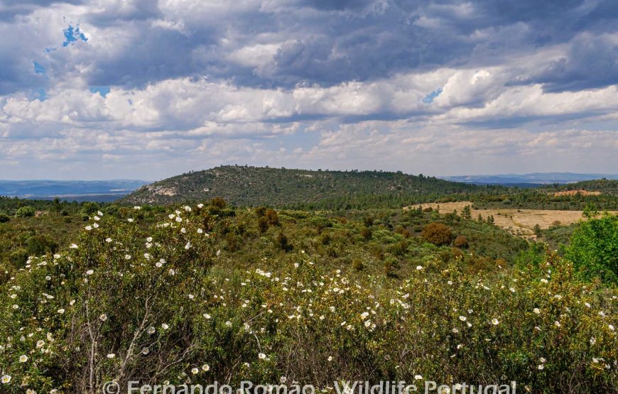 The Greater Côa Valley Expedition