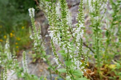 Anarrhinum duriminium - Mosteiro Stream
