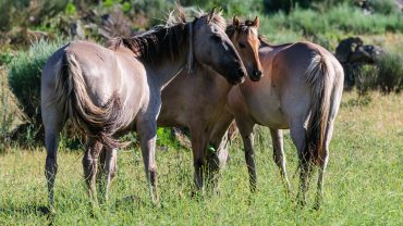 Sorraia horses in the Greater Côa Valley