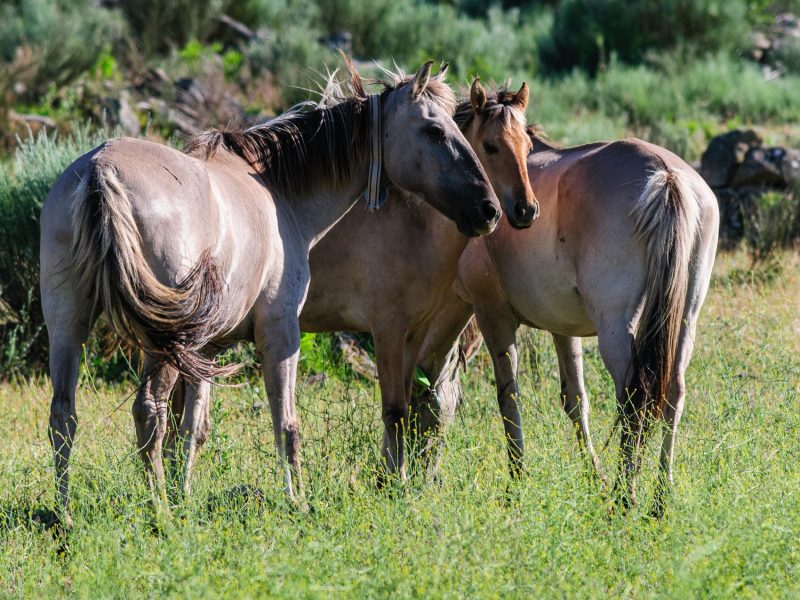 Sorraia horses in the Greater Côa Valley