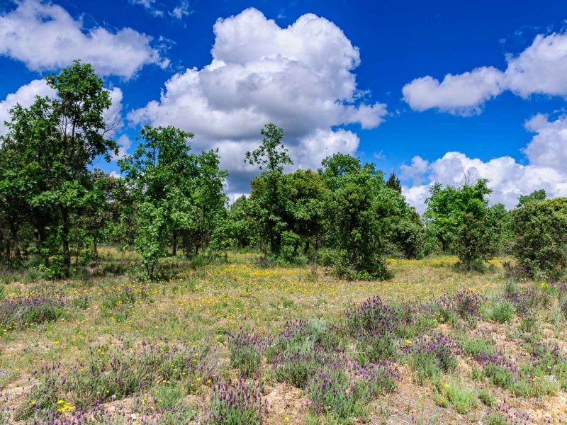 Natural landscape