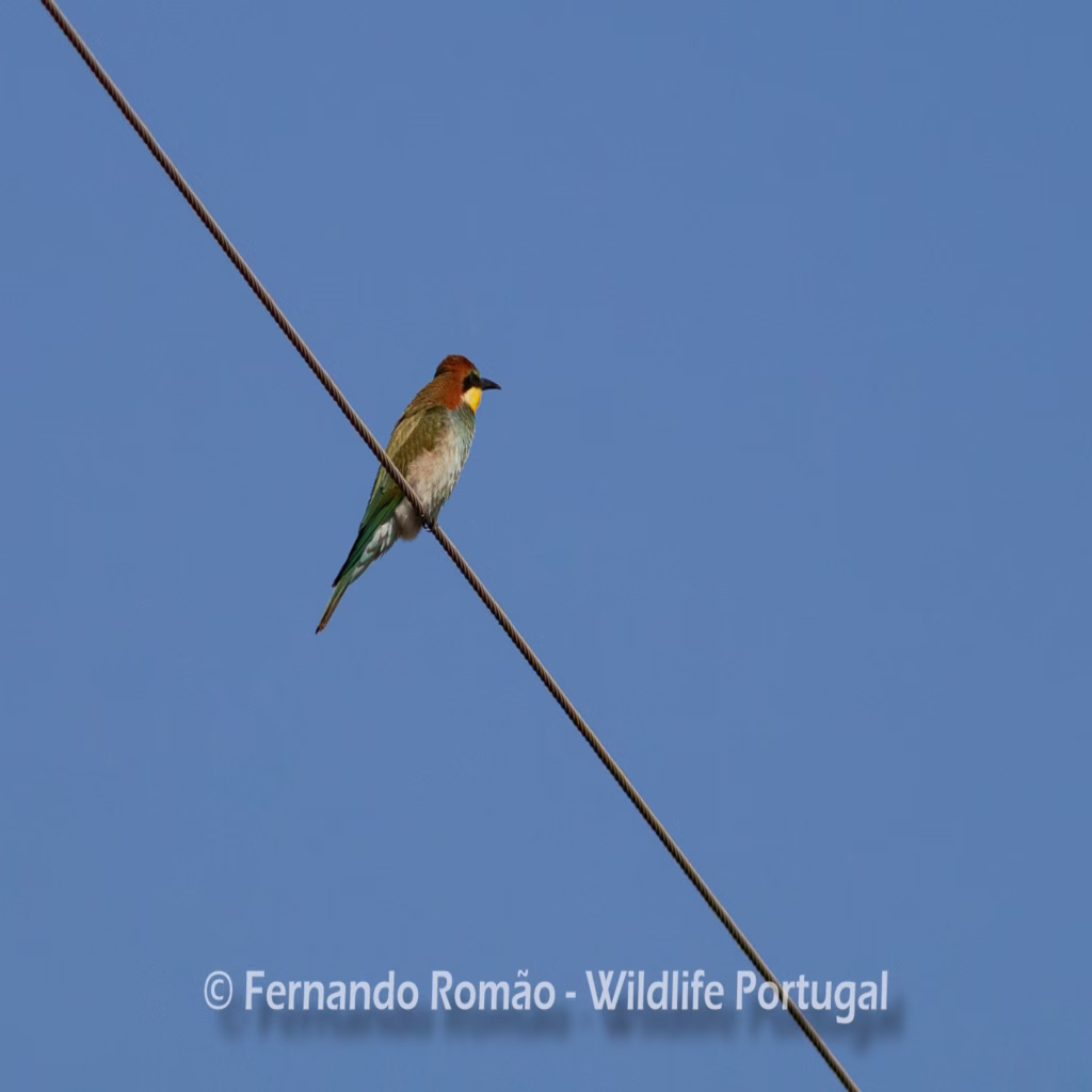 Bee Eater (Merops apiaster) Bee Eater (Merops apiaster)