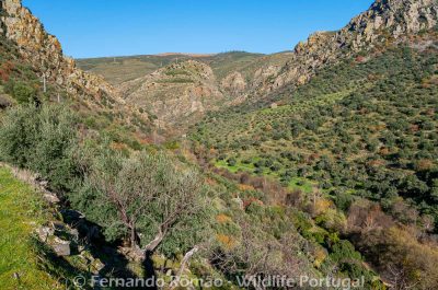 Birdwatching Douro Internacional Natural Park