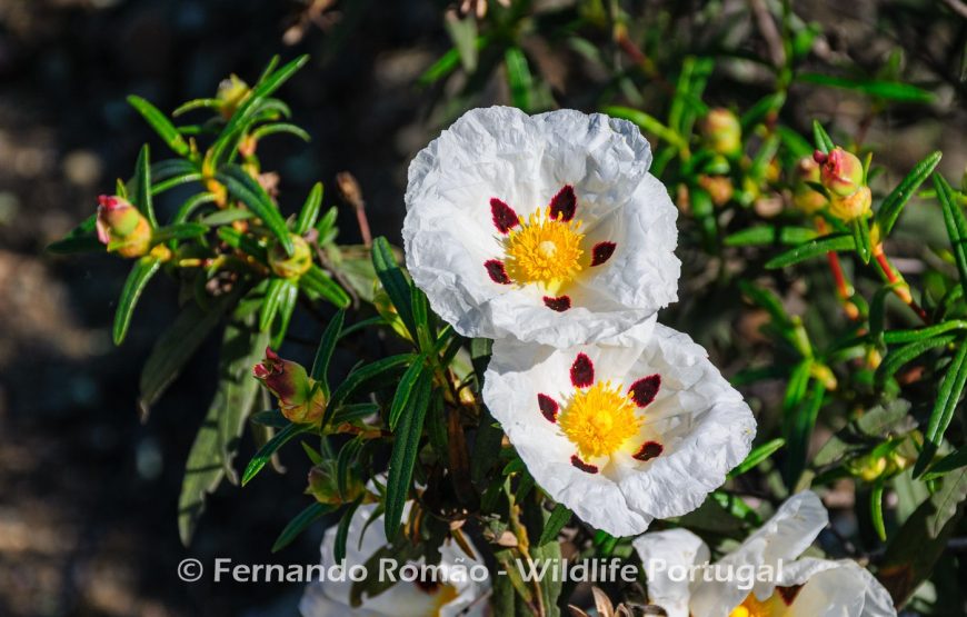 Nature tour in Geopark Naturtejo