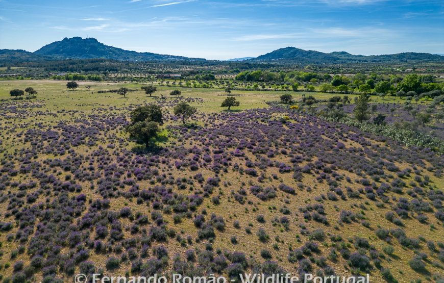 Nature tour in Geopark Naturtejo