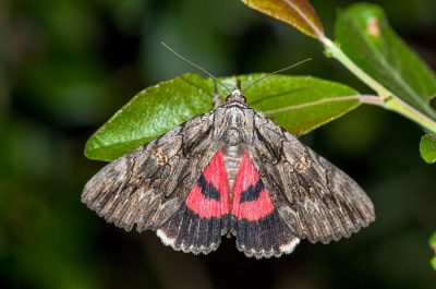 Moth trapping. Catocala optata