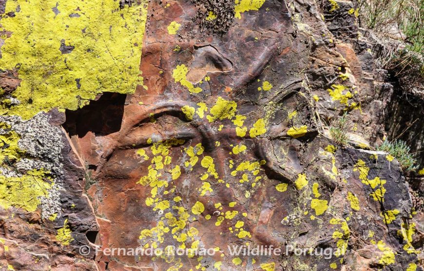 Nature tour in Geopark Naturtejo