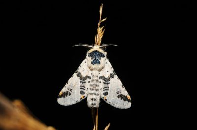 Moth trapping. Neoharpyia verbasci