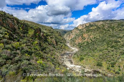 Birdwatching Douro Internacional Natural Park