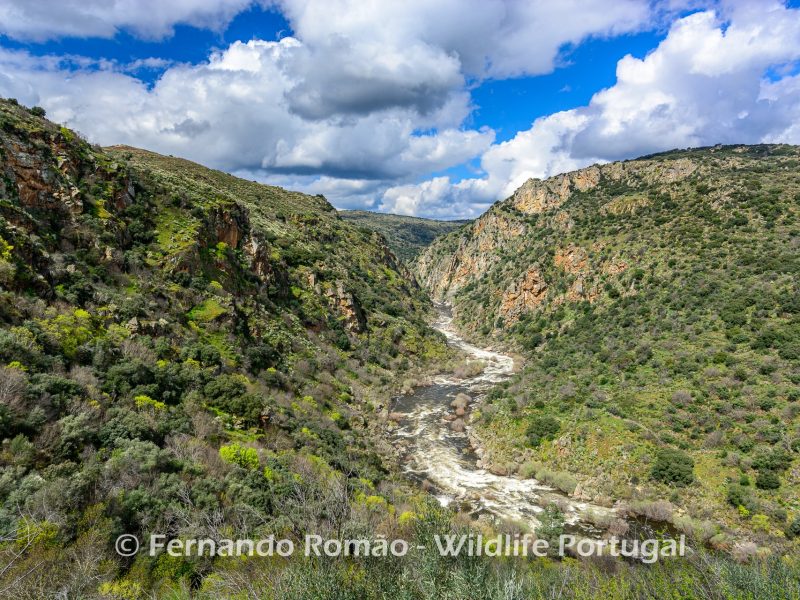 Birdwatching Douro Internacional Natural Park