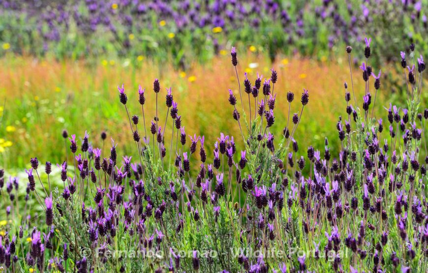 Botanic Expedition to the Greater Côa Valley