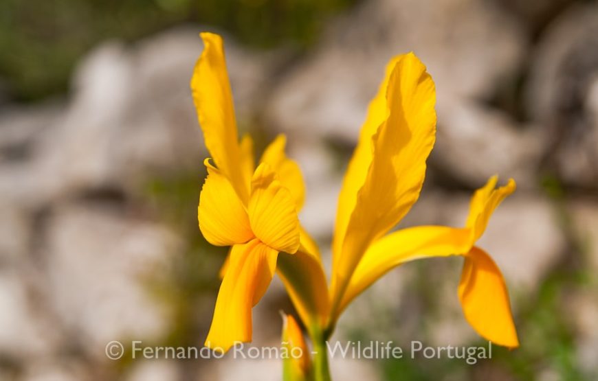 Nature tour in Geopark Naturtejo