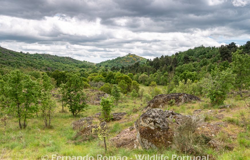 Rewilding no Grande Vale do Côa