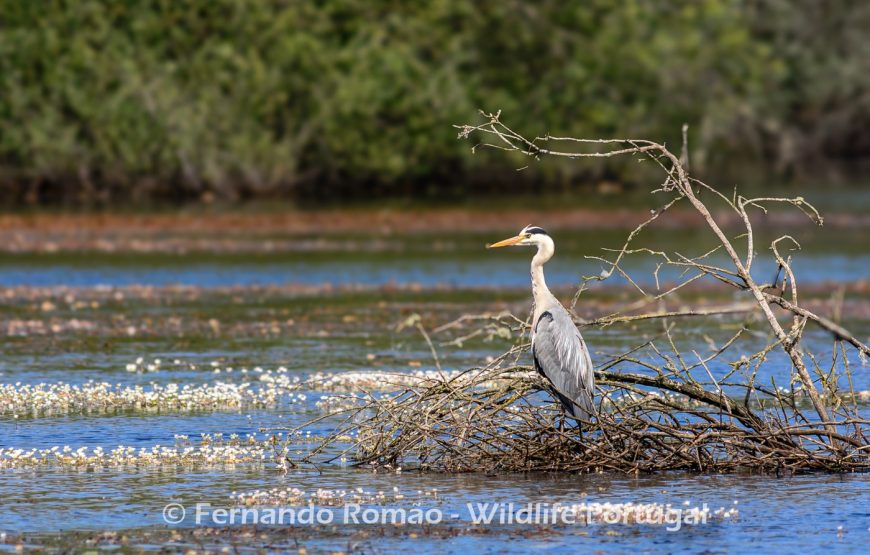 Birdwatching no Grande Vale do Côa