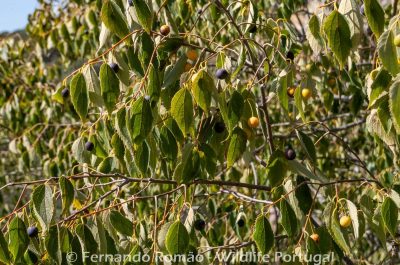 Nettle Tree (Celtis australis) - Mosteiro Stream