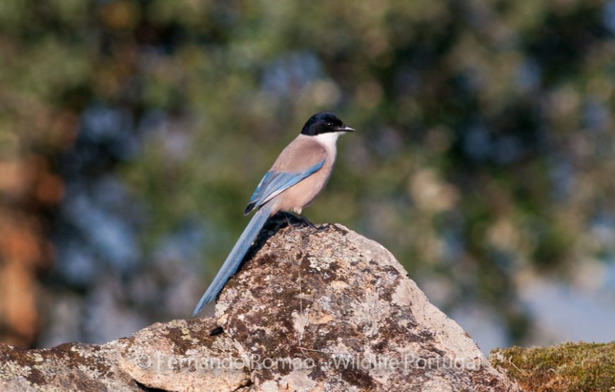Birdwatching no Grande Vale do Côa