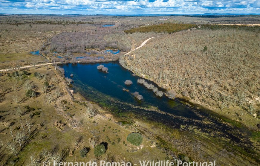 Rewilding no Grande Vale do Côa