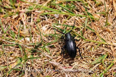 Iberodorcadion brannani
