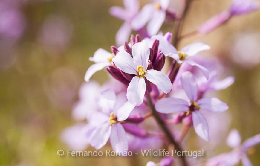 Visita à área rewilding do Ermo das Águias