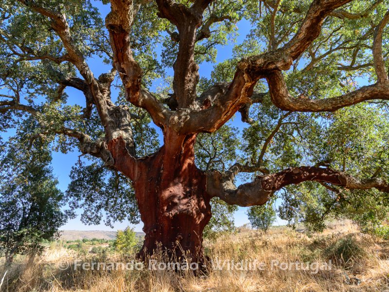 Ancient tree