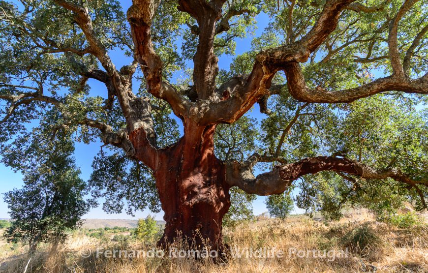 Botanic Expedition to the Greater Côa Valley