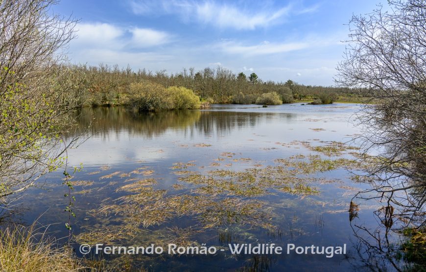 Botanic Expedition to the Greater Côa Valley