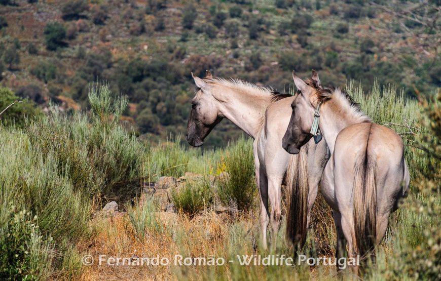 Visita à área rewilding do Ermo das Águias