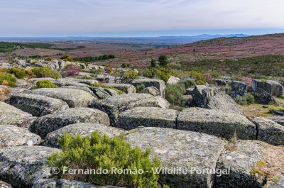 Granitic formation - Cradle of the Côa