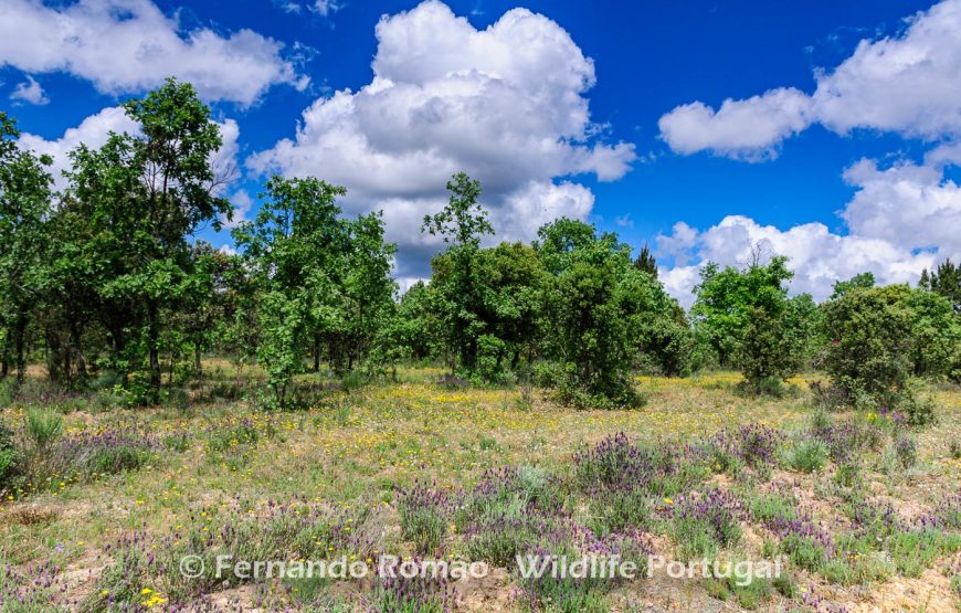 Botanic Expedition to the Greater Côa Valley