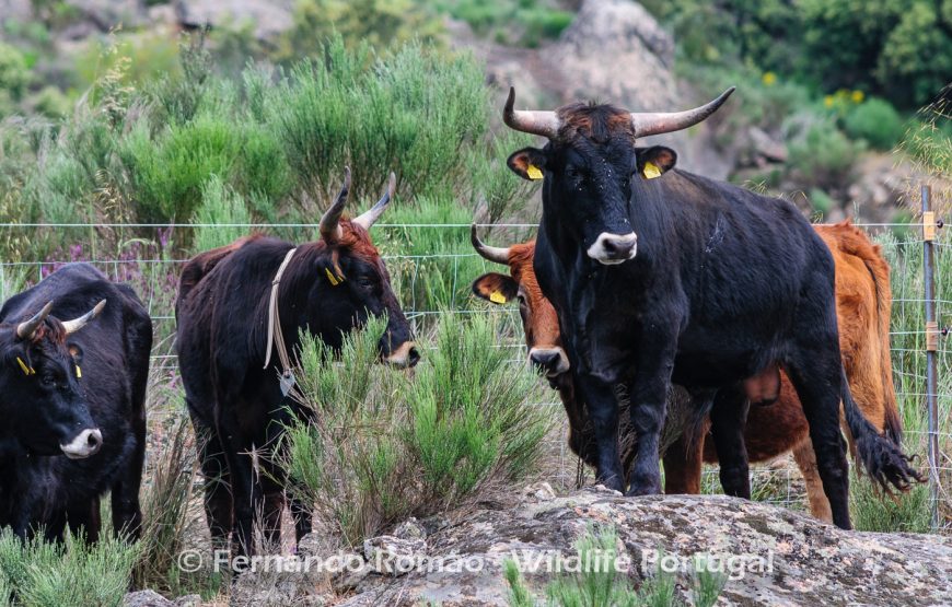 Visita à área rewilding do Ermo das Águias