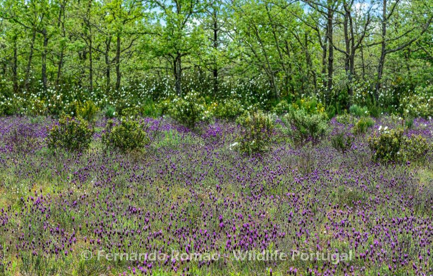 Botanic Expedition to the Greater Côa Valley