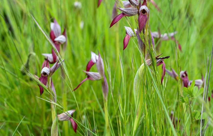 Botanic Expedition to the Greater Côa Valley