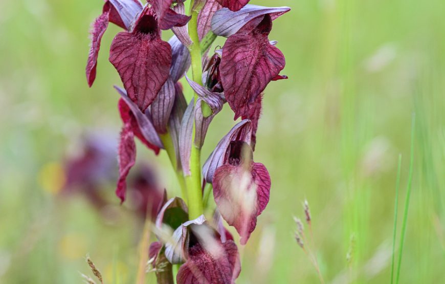 Botanic Expedition to the Greater Côa Valley