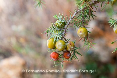 Prickly Juniper (Juniperus oxycedrus) - Mosteiro Stream