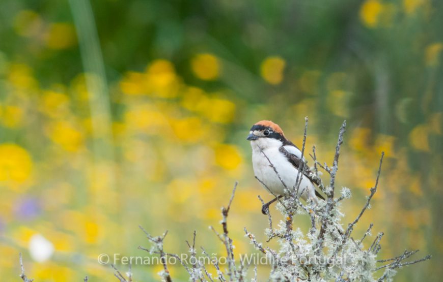 Birdwatching no Grande Vale do Côa