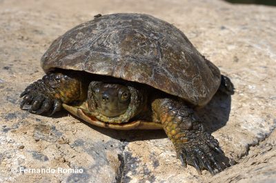 Spanish Terrapin (Mauremys leprosa) - Mosteiro Stream